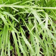 STAGHORN PLANTAIN