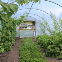 Celloclim Polytunnel Plastic