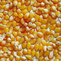 Popcorn organic seeds