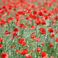 Organic Poppy Seed Ireland