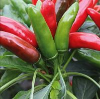 Pepper Chilli 'Positano'