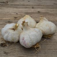 'Precosem' Organic Garlic (Autumn Planting)
