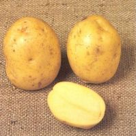 Premiere variety seed potatoes