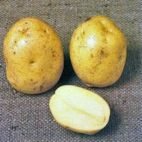 Premiere early seed potatoes