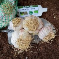 Organic Primor Planting Garlic