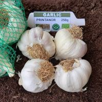 Organic Printanor Planting Garlic