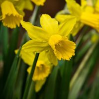 Pseudonarcissus obvallaris Wild Daffodil Bulbs