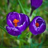 Organic Crocus Flower Record