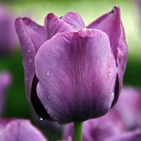 organic spring bulbs