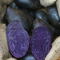 Purple Rain - Seed Potatoes