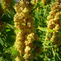Quinoa 'Temuco'