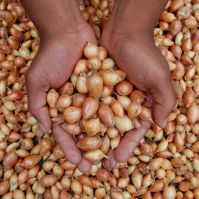 Organic Radar Onions