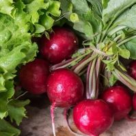 organic radish seeds