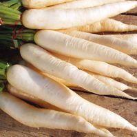 Radish 'Daikon'