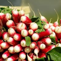 Radish 'French Breakfast'
