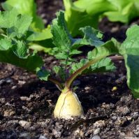 Organic Tillage Radish Daikon