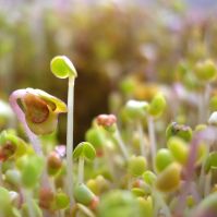 Rape seeds for sprouting