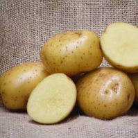 Record Organic Seed Potatoes