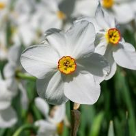 pheasants eye daffodil