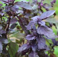 organic red basil seeds