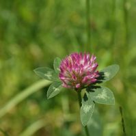 Red Clover Flower