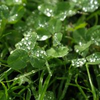 Organic Fearga Red Clover