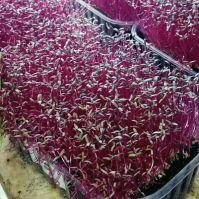 Red Amaranth Seed for Microgreens