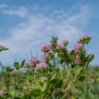 Tetraploid Red Clover