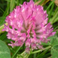Silage Red Clover