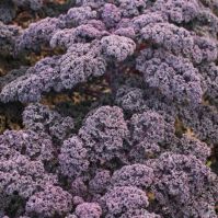 Organic Kale Red Curled 