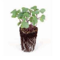 Kale Red Russian Microgreen Seed