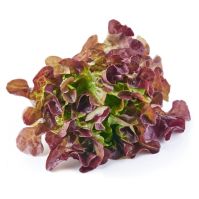 red salad bowl organic seeds