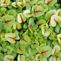 Red Veined Sorrel Seeds Microgreens