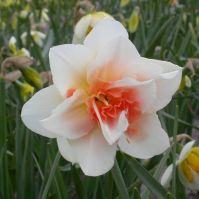 organic spring bulbs