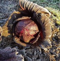 Cabbage 'Rodynda'