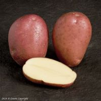 Rooster - Untreated Seed Potatoes
