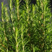 organic rosemary seeds