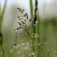 smooth meadow grass seed