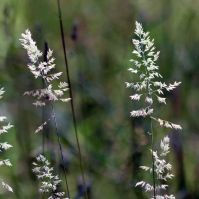 rough meadow grass seeds
