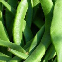 Organic 'Scarlet Emperor' Runner Beans