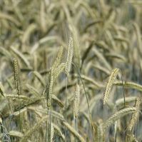 Cereal Rye Field