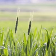 Cereal Rye Seed