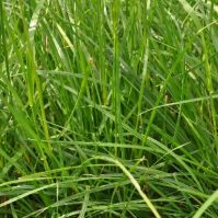 Premium Perennial Ryegrass Organic