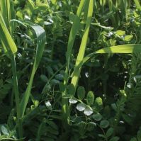 Organic green manure and winter fodder
