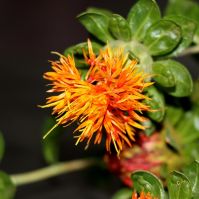 Safflower