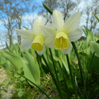 sailboat daffodil square image