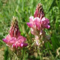Sainfoin Seed for Pastures