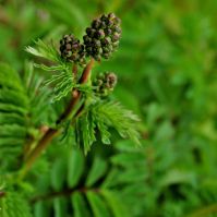 Organic Burnet Seed
