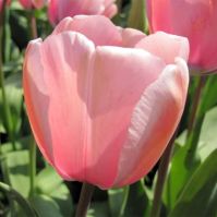 delicate salom pink tulip