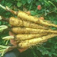 Salsify